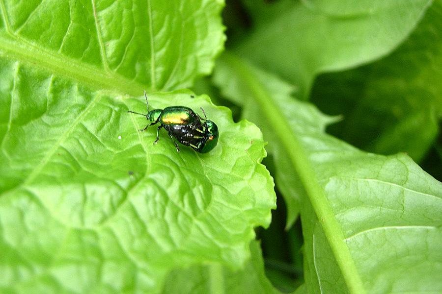 Chrysomelidae